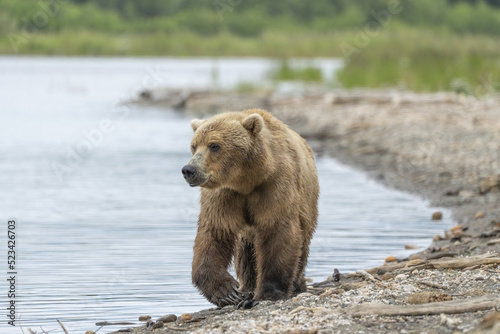 Grizzly Bear walking along river's edge