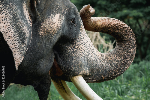 Photography Close up of Asian elephants head and tusks live in the forests of northern, Thailand