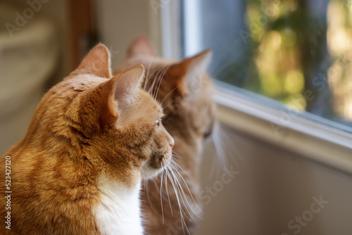 Red tabby cats intently staring out a window at birds.