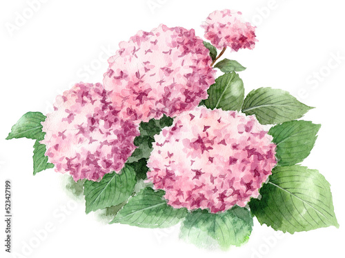 アナログ水彩ピンクの紫陽花