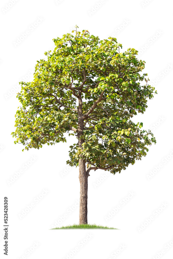 isolated big tree on White Background. tropical trees isolated used for design, advertising and architecture isolated big tree on White Background. tropical trees isolated used for design, advertising and architecture