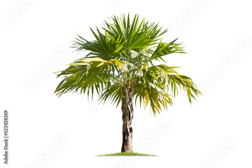 isolated big palm tree on White Background.Large palm trees database Botanical garden organization elements of Asian nature in Thailand, © Gan