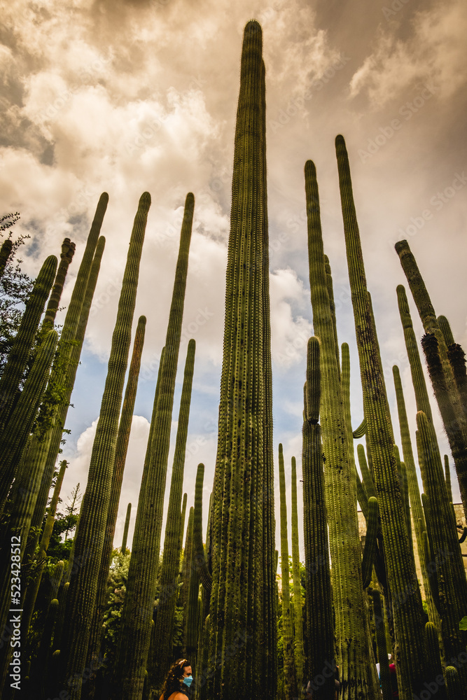 reen thorny cactus in a beautiful tropical forest against sunset sky hight plant vegetation in dry desert climate 