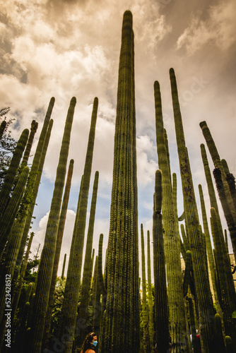 reen thorny cactus in a beautiful tropical forest against sunset sky hight plant vegetation in dry desert climate  © Michele