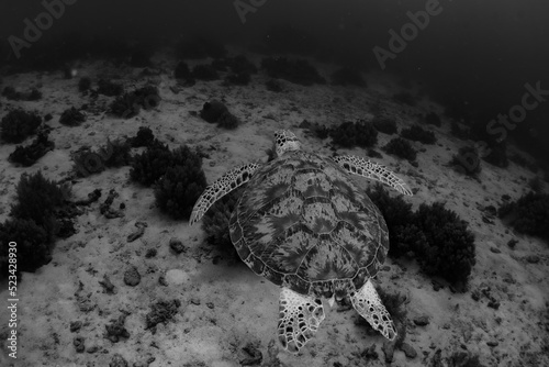 Greenhawk turtle gliding through water