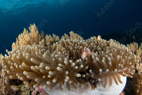 Skunk fish nestled into its sea anemone