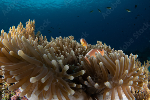 Skunk fish taking cover in the sea anemone 