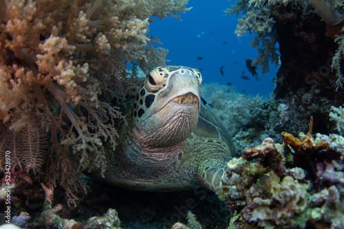 Hawksbill turtle catching its breath