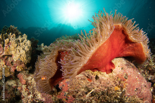 Clownfish tucked into sea anemone 