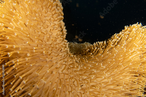 close up of a soft coral