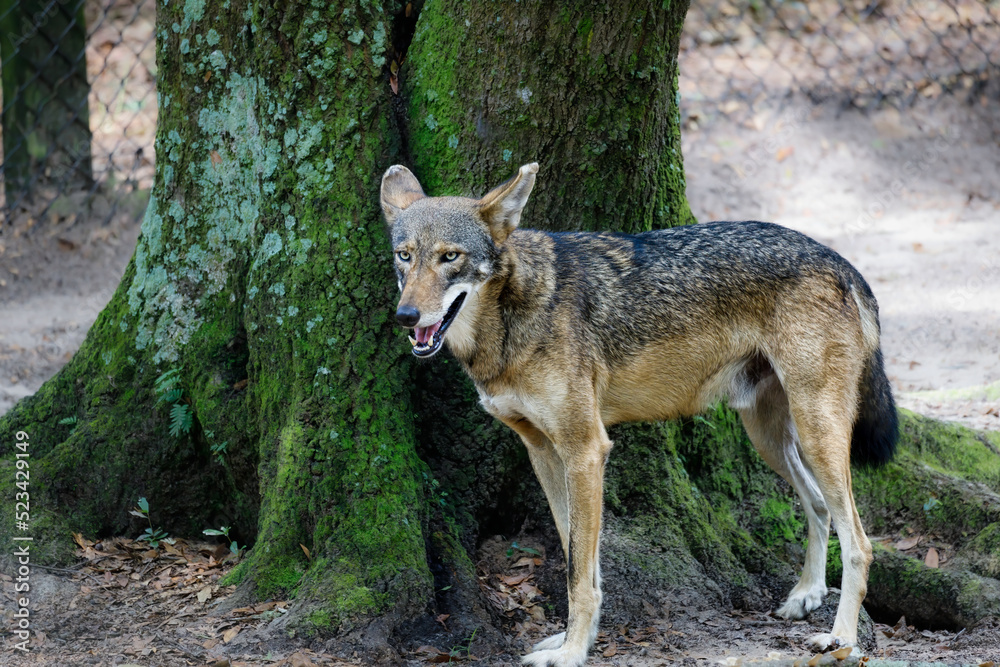 Beautiful animals and natural scenes of nature Beautiful animals and natural scenes of nature