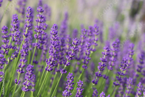 Beautiful blooming lavender plants in field, closeup