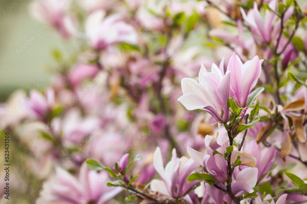 Obraz premium Magnolia tree with beautiful pink flowers outdoors, closeup