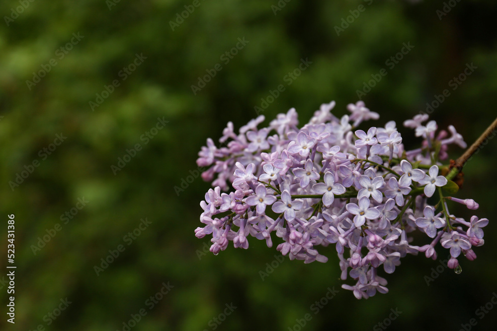 Beautiful lilac flowers on blurred background, closeup. Space for text Beautiful lilac flowers on blurred background, closeup. Space for text