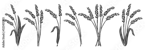 Bunch wheat ear engraving set. Cereals bundle ripe spike wheat collection. Agricultural symbol ink stamp, flour production. Design farm elements, organic bread or beer packaging print stencil