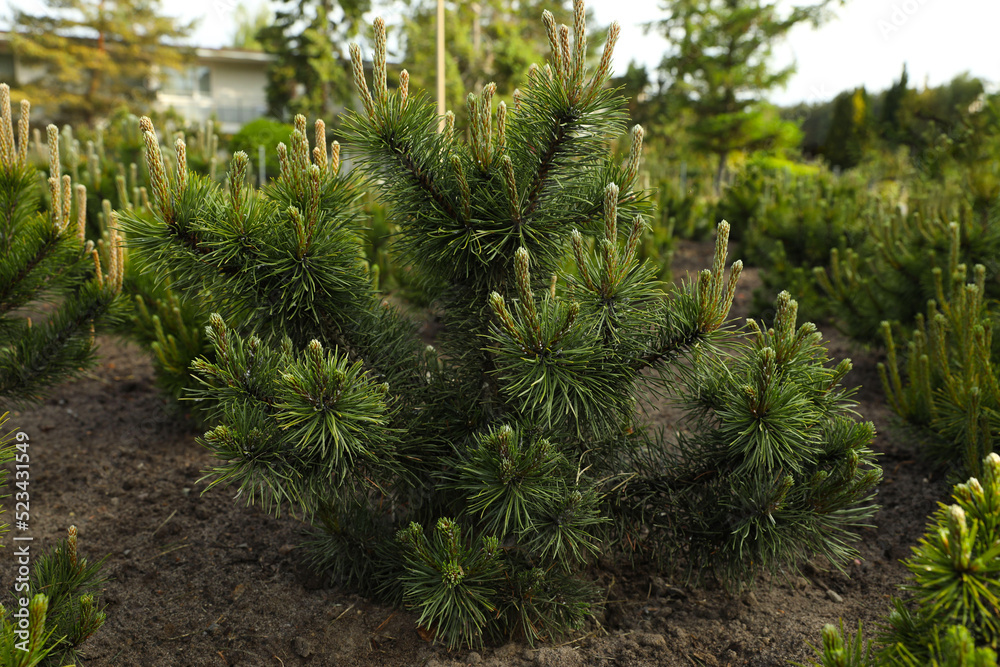 Beautiful pine trees growing in the garden on spring day Beautiful pine trees growing in the garden on spring day