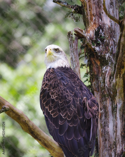 Beautiful hawks  eagles  great white herons and owls of the wild