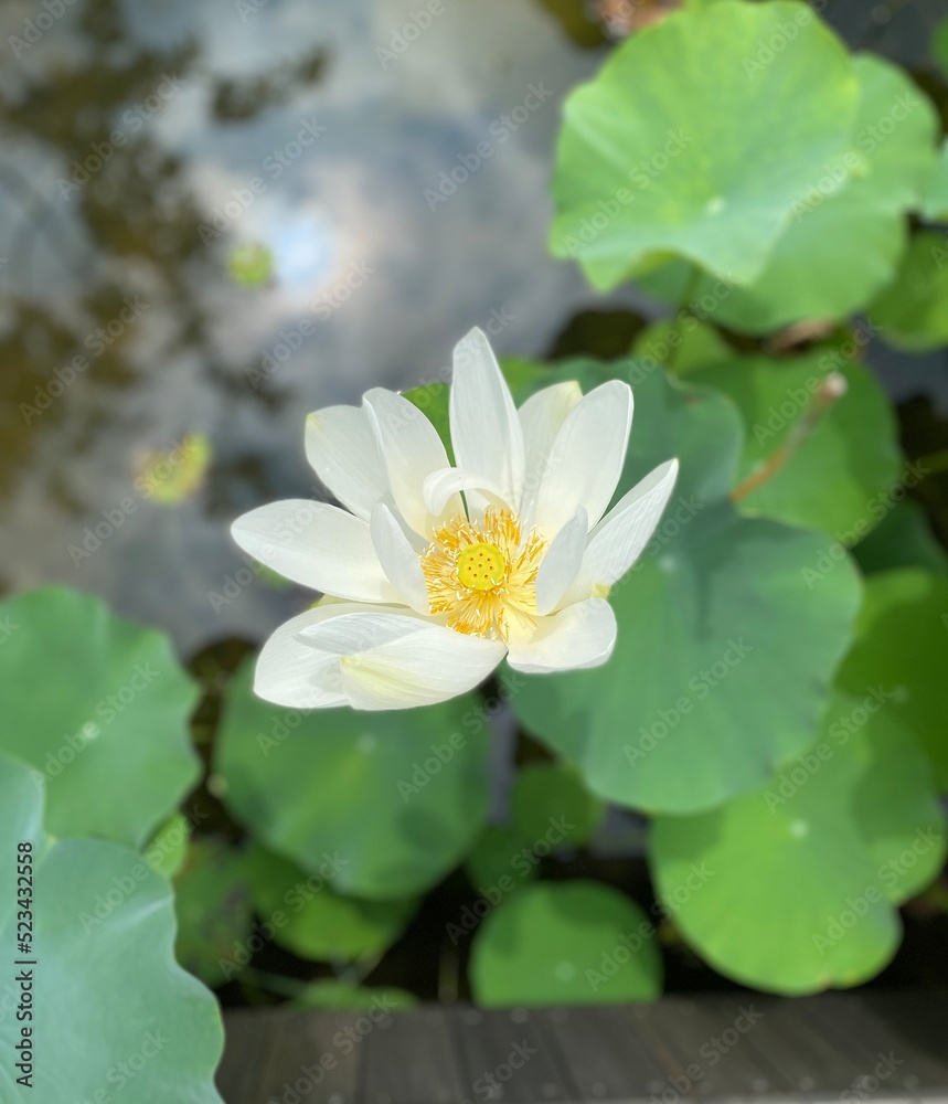 white lotus flower white lotus flower