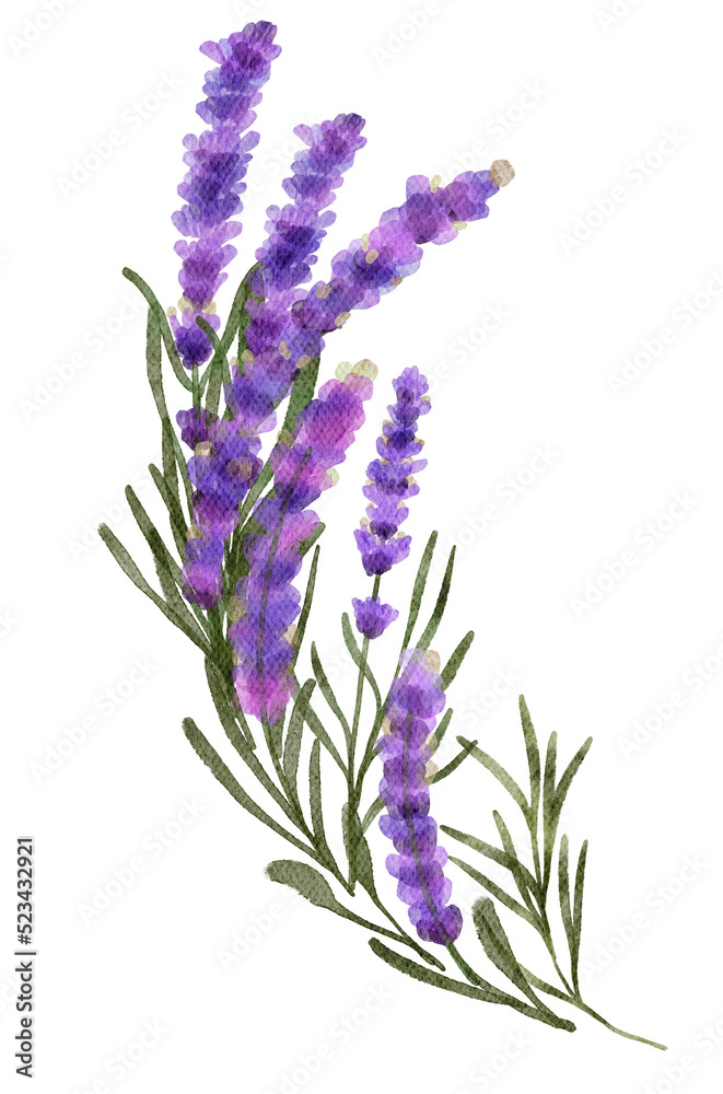 Lavender flowers watercolor with transparent background