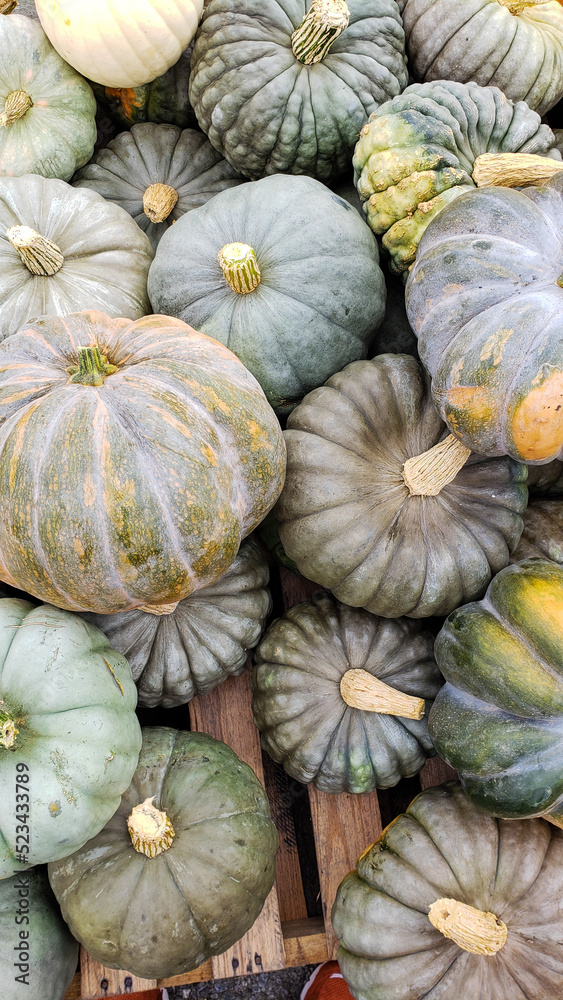 pumpkins for Halloween of various varieties on the market counter pumpkins for Halloween of various varieties on the market counter