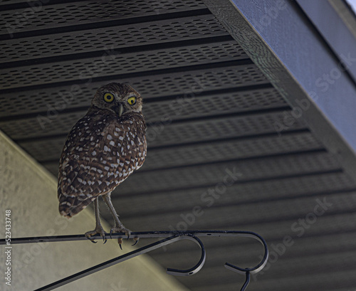 Obraz na płótnie OWL. Búho w salonie