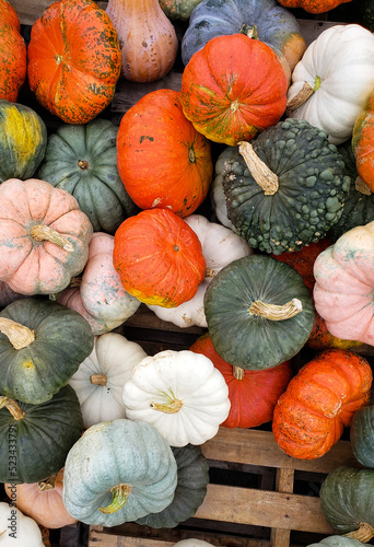 Fresh pumpkins for Halloween of various varieties on the market counter