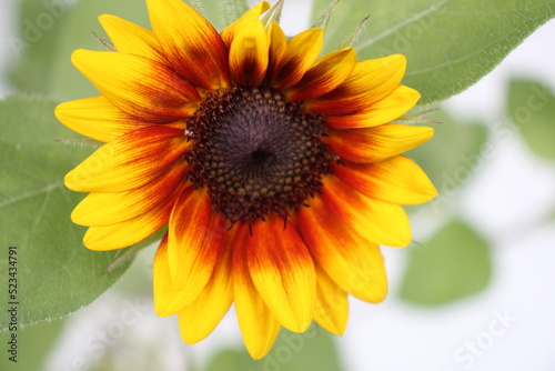 A close up of a sunflower