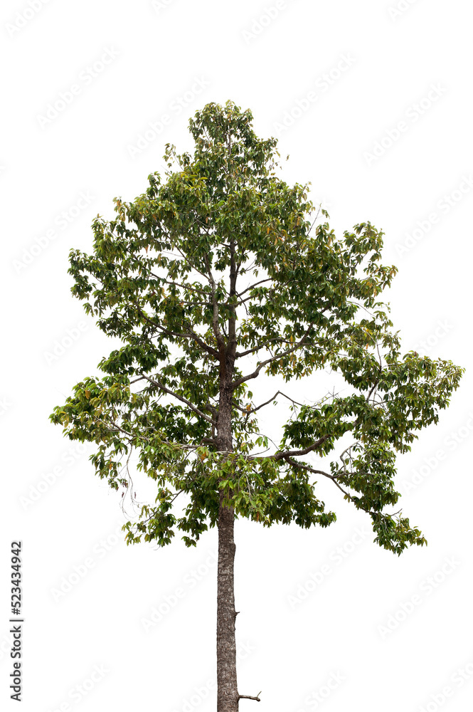 Fototapeta premium Dipterocarpus alatus tree isolated on white background.tropical tree