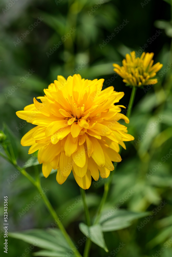 Blooming Rudbeckia laciniata, or golden balls in the garden close-up. High quality photo Blooming Rudbeckia laciniata, or golden balls in the garden close-up. High quality photo
