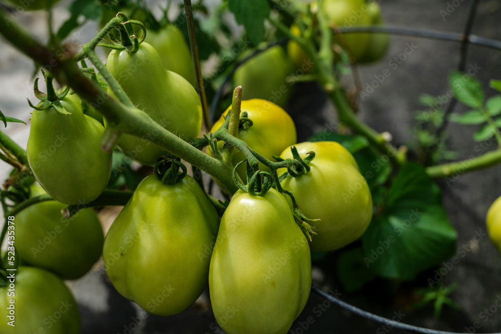 backyard self-sown organically grown ripening round tomatoes the edible red fruit or berry of nightshade Solanum Lycopersicum, rich in lycopene, eaten raw, cooked, sauced, or roasted are deliciously