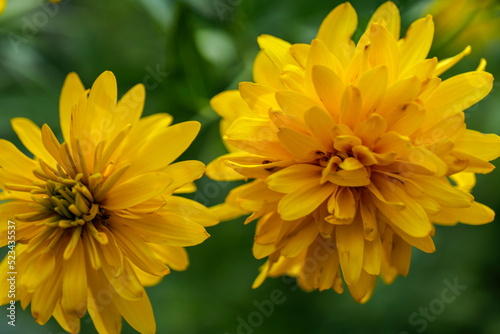 Blooming Rudbeckia laciniata  or golden balls in the garden close-up. High quality photo