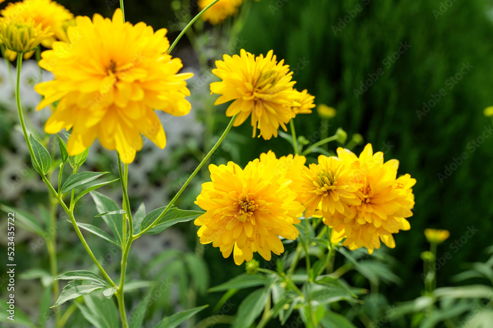 Blooming Rudbeckia laciniata, or golden balls in the garden close-up. High quality photo Blooming Rudbeckia laciniata, or golden balls in the garden close-up. High quality photo