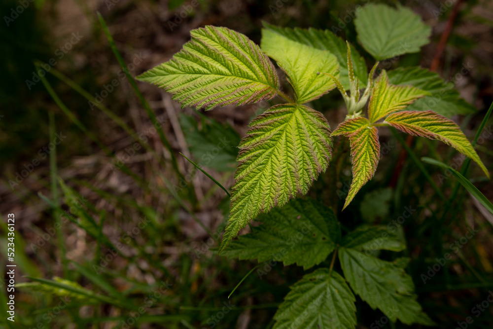 new leaves new leaves