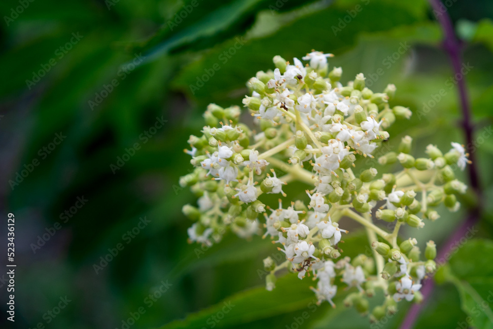 blossoming plant in the woods blossoming plant in the woods