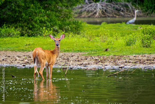 deer in lake © Thomas