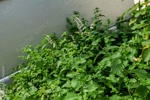 Backyard grows Mint or Mentha, a Genus of Plants in the Family Lamiaceae. Backyard Garden. High quality photo