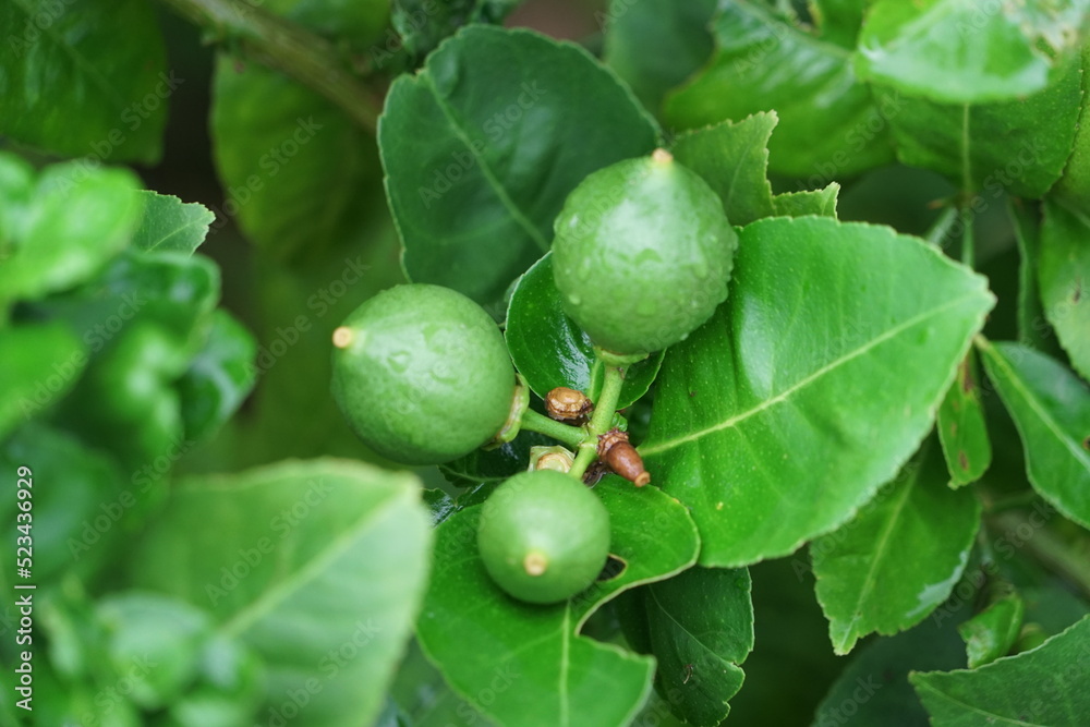 Fototapeta premium 3 small green lemons on the lemon tree