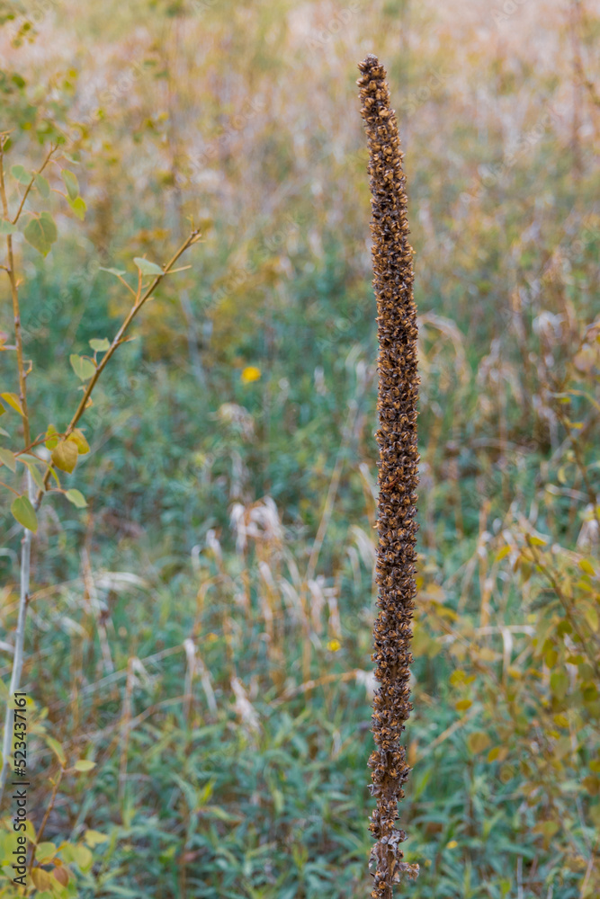 Naklejka premium field plant