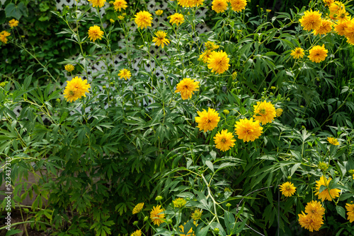 Coreopsis lanceolata 'Sterntaler' a summer flowering plant with yellow summertime flower from June until September and commonly known as tickseed, stock photo image. High quality photo photo