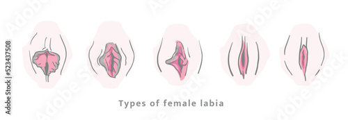 Type of female labia vector. Drawing illustrator a vagina. EPS10 photo
