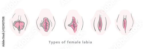 Type of female labia vector. Drawing illustrator a vagina. EPS10