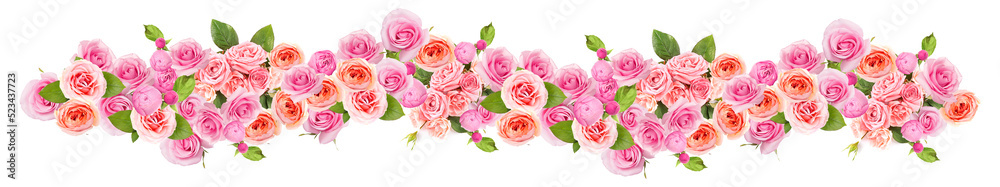 Many beautiful pink roses isolated on white