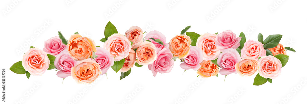 Many beautiful pink roses isolated on white