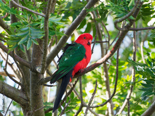 Male Australian King Parrot (Alisterus scapularis) perched in tree at Maitland NSW Australia
