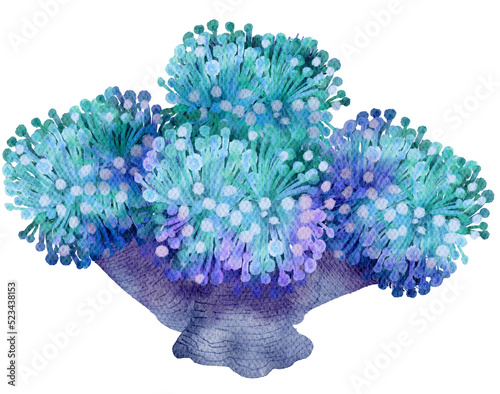 Photography under ocean life element with watercolor painted , Coral reef with transparent b