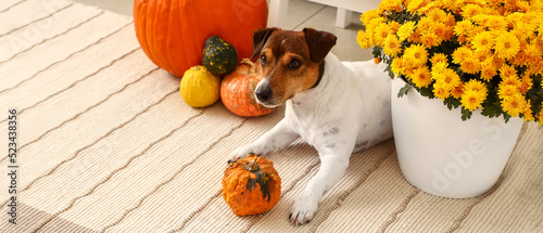 Cute dog with pumpkins and ...