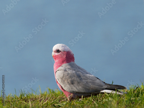 Galah or Pink Cockatoo (Eolophus roseicapillus) feeding on grass with flooded pastures in background. photo