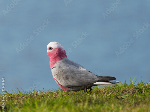  Galah also known as the Pink and Grey cockatoo or Rose-Breasted Cockatoo (Eolophus roseicapillus) foraging for food on green lawn photo