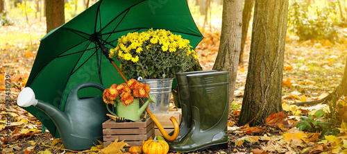 Beautiful chrysanthemum flo...