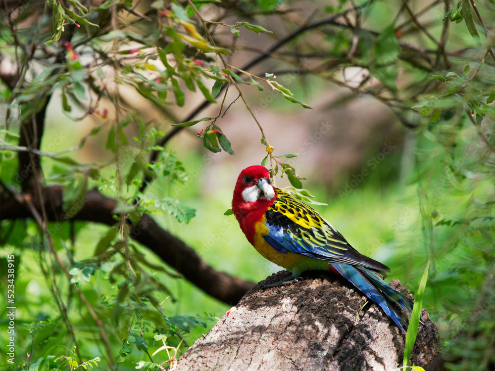 Fototapeta premium Eastern Rosella (Platycercus eximius) in natural bushland at Heatherbrae NSW Australia